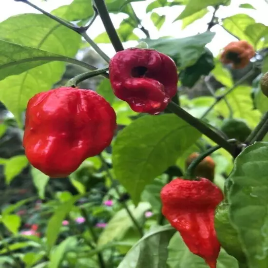 Whole Dried Carolina Reaper Pepper Pods World Hottest Best Quality Organic