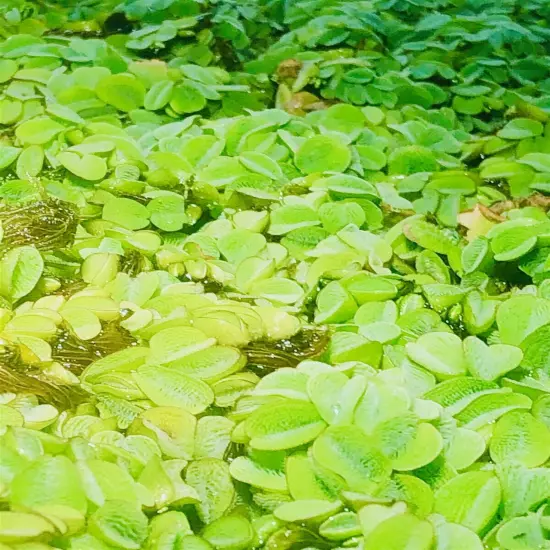 3 Salvinia Minima Live Floating Aquatic Plant Freshwater Aquarium & Pond Plants