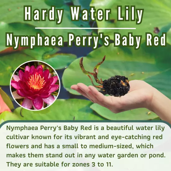 Buy2Get1Free Red Perry's Baby Hardy Waterlily Tuber Live Colorful Plants Flower