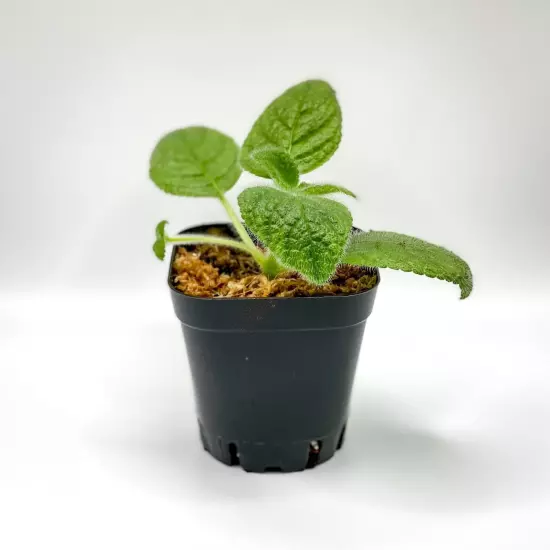 Episcia sphalera (2.5" Pot) / Live Terrarium Plant / Houseplant / Rare Plant