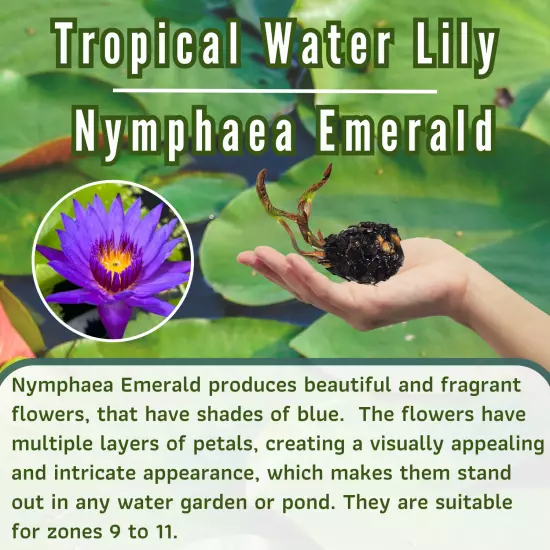 Buy2Get1Free Blue Emerald Tropical Waterlily Live Freshwater Plants Pond Flower