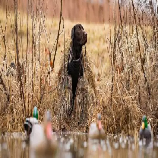 Hunting Dog Blind Black Golden Lab Retriever Duck Hunt Training Realtree Max-5