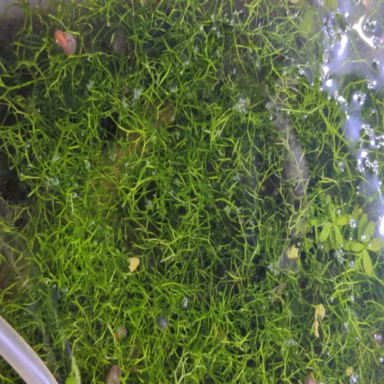 Crystalwort (Riccia fluitans) 2" x 2" Mat Portions - Bonus Mystery Plant 