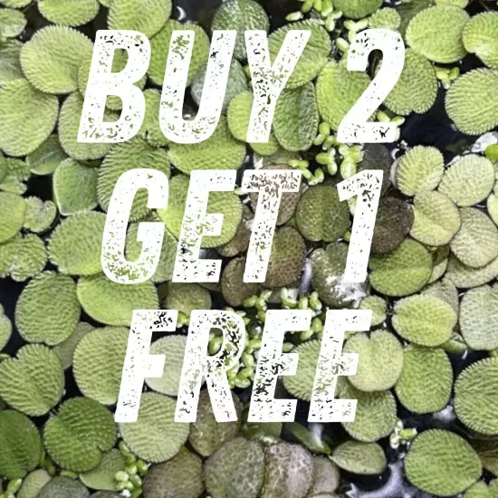 100+ Giant Duckweed - super easy Aquarium or Pond plant (Moss) BUY2GET1FREE!