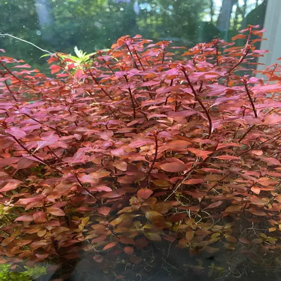 LUDWIGIA SUPER RED 10 Stems live Aquarium Plant BUY 2 GET 1 FREE