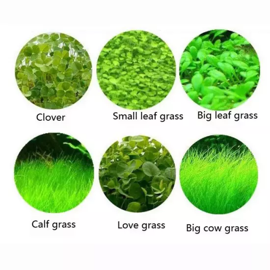 5g Plant Seed Fish Tank Aquarium Aquatic Water Grass Decor Garden Foreground