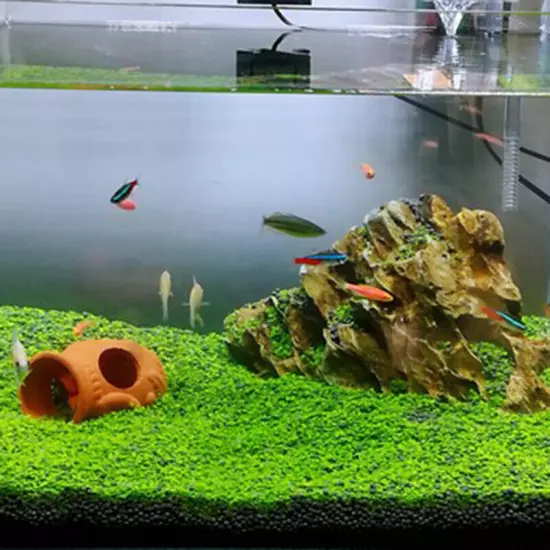 Aquarium Plant eeds Fish Tank Aquatic Water Grass Foreground Easy Plants❀