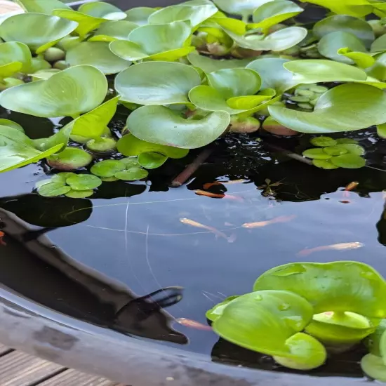 10 x Water Hyacinth Live Aquarium Floating Aquatic KOI Goldfish Pond