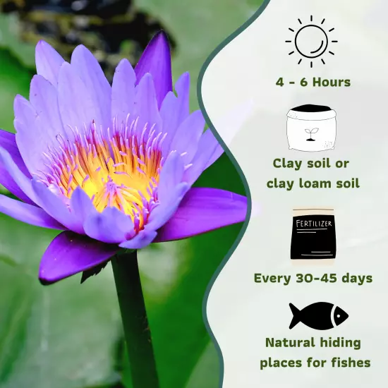 Buy2Get1Free King of Siam Tropical Waterlily Live Pond Plants Flower Colorful