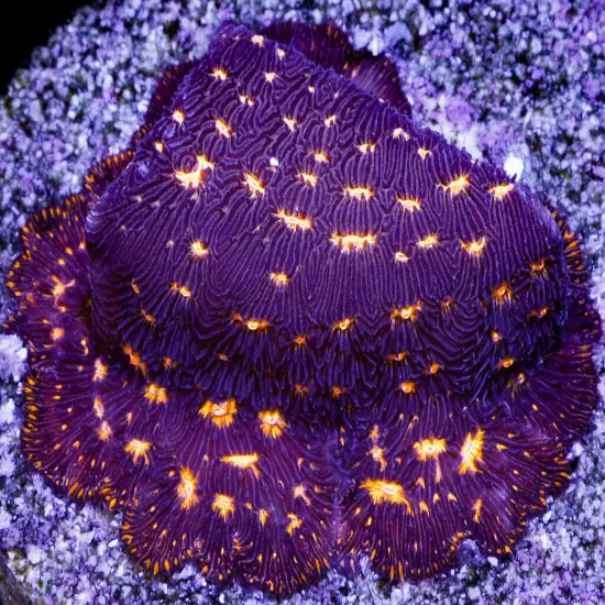 Dragon Eye Leptoseris, WYSIWYG Coral