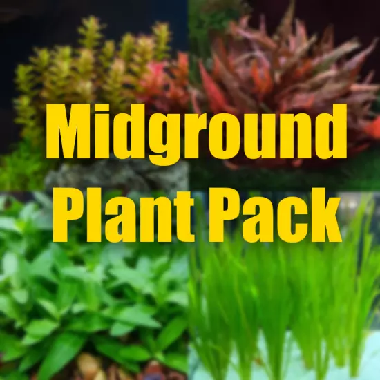 $20 Midground Aquarium Plant Package colorful red green fresh organic plants