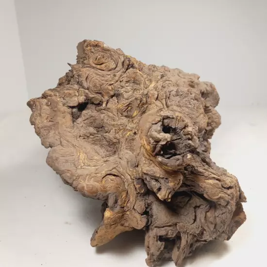 Natural Unique Wood for Reptile Terrarium Or Decoration, Wood Species Unknown