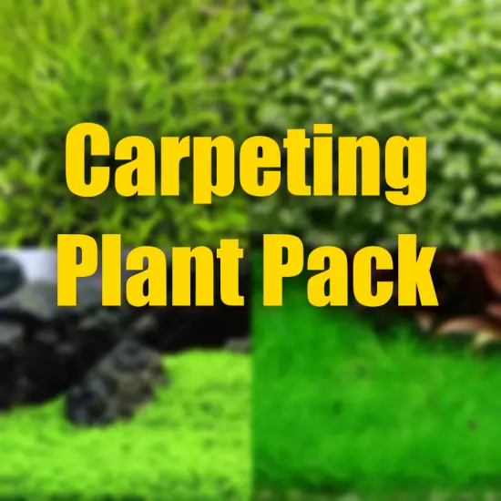 $20 Carpeting Plant Combo. Fast growing carpeting plants freshly picked.