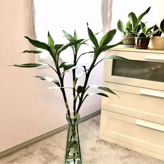 Package Bundle Lucky Bamboo Dracaena Sanderiana Green Live Plants Water Aquarium