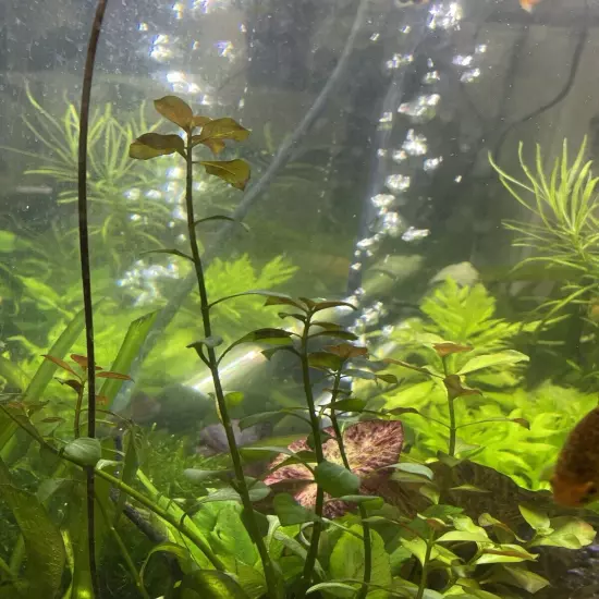 Ludwigia Palustris “super red” - Live Aquarium Plant