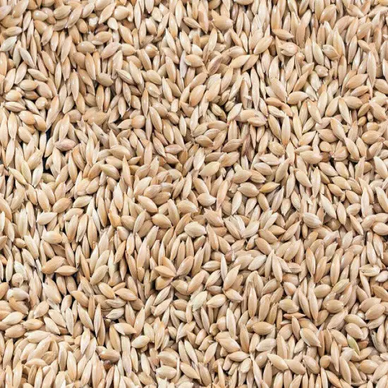 Royal Feeds Canary Seed - Great for Canaries, Finches, Other Small Birds (5 lbs)