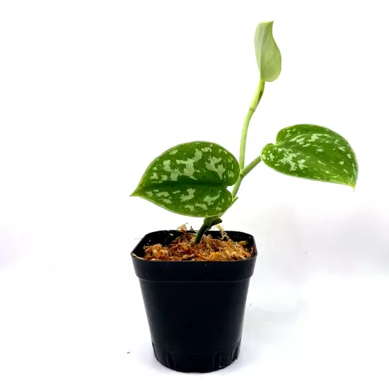 Silvery Ann Pothos (2.5" Pot) / Live Terrarium Plant / Rare Plant