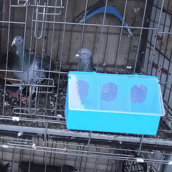 3 HOLE PLASTIC QUAIL PIGEON DOVE BIRD OUTSIDE OF CAGE FEEDER