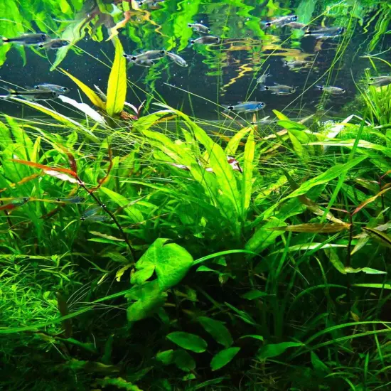 Package Bundle Hygrophila Lacustris Gulf Swampweed Aquarium Live Plants Tanks