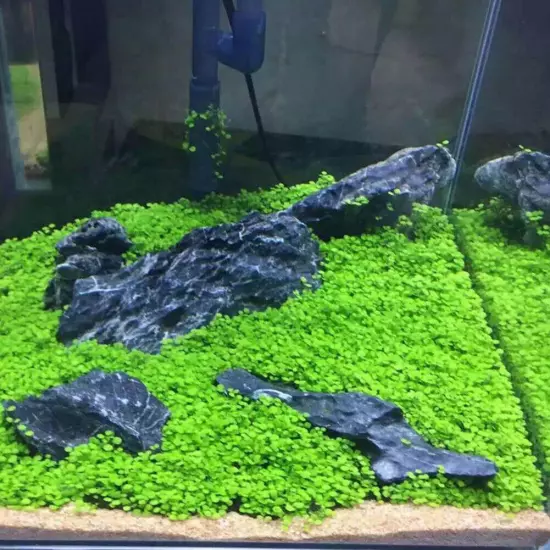 Aquarium Plant Seeds Fish Tank Aquatic Water Grass Foreground Easy Plants 5g•