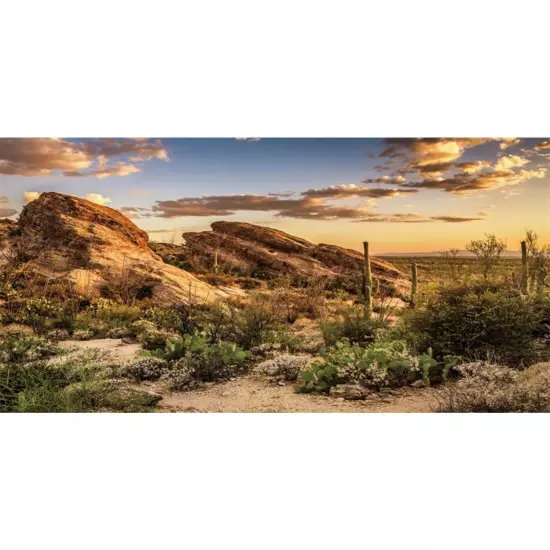 Reptile Habitat Background Blue Sky Oasis Cactus Sun and Desert Terrarium Bac...