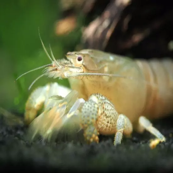 Vampire AKA Viper Shrimp (Atya gabonensis)