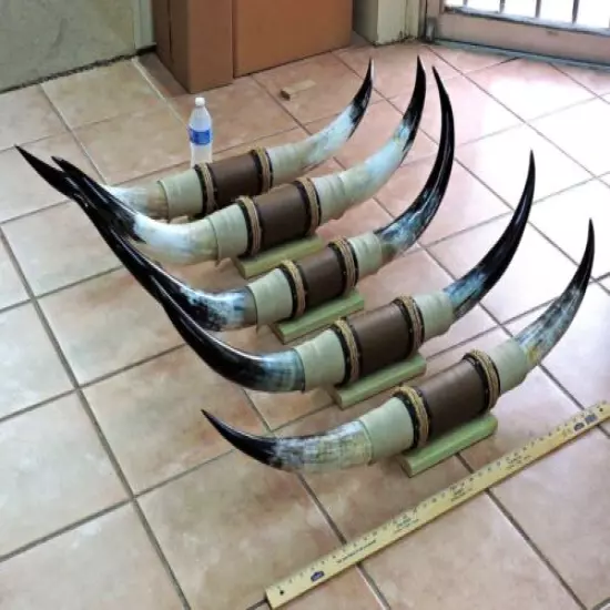 MOUNTED STEER HORNS 3' - 3' 5" TIP TO TIP (1 SET) COW BULL HORNS LONGHORNS 