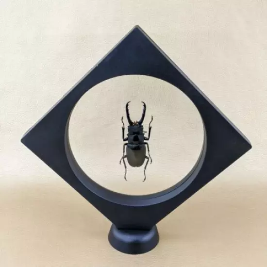 K46b Entomology Taxidermy Lg Stag Beetle Specimen floating frame collectible