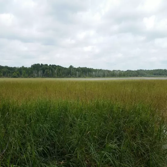 Hand-Harvested Wild Rice - 100% Natural NOT Cultivated Minnesota-Grown