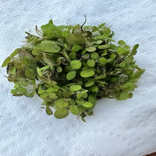 SALVINIA MINIMA POND OR AQUARIUM PLANT FAST GROWING — 300+ Leaves In 1.86oz CUP