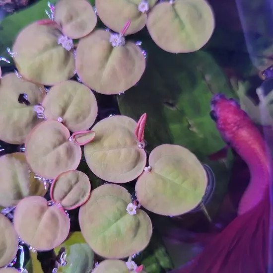 Red Root Floaters + Frogbit, 70 RR leaves & 7+ big FB plants, live aquarium