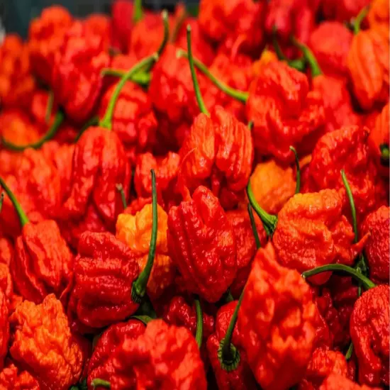 200 Super Hot Whole Dried Carolina Reaper Pepper Pods World Hottest Best Quality