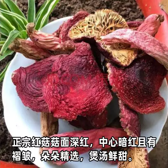 Wild red mushroom dried goods Fujian Zhenghong mushroom