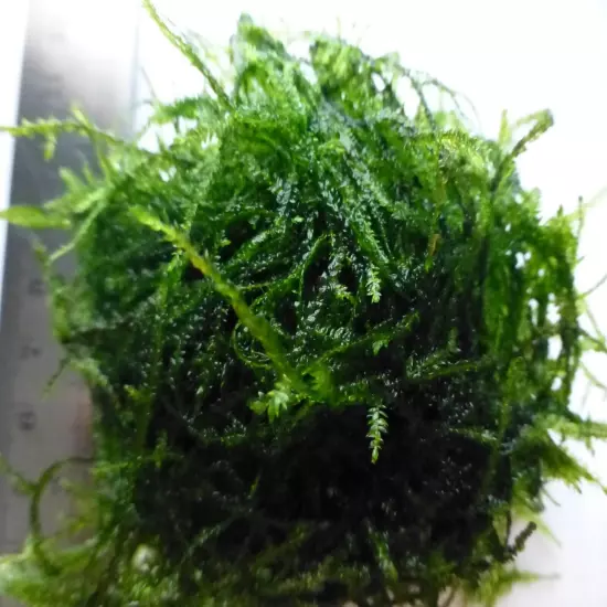 Java Moss