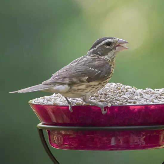 Sunflower Hearts Wild Bird Food, Dry, 15 lbs.