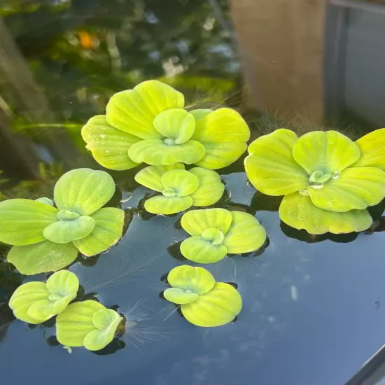 25+ Leaf Water Lettuce Live Floating Aquarium Pond Plant