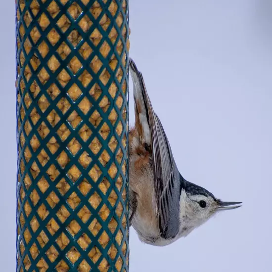 Wild Bird Woodpecker Suet Nuggets Mega Box, 8 Pounds