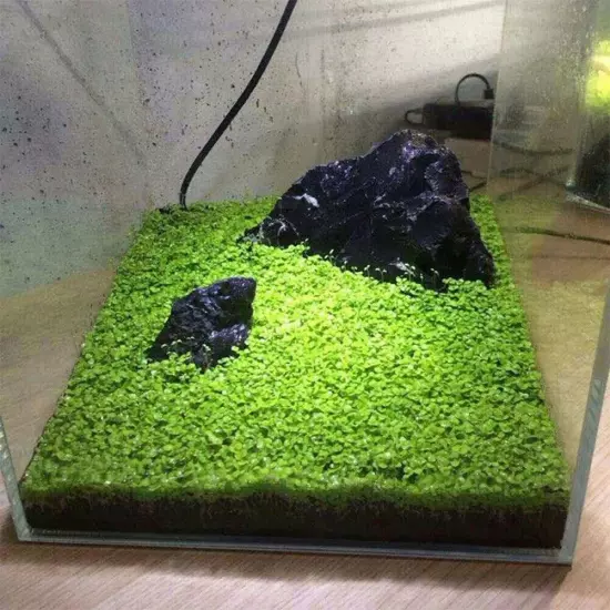 Plant Seed Fish Tank Aquarium Aquatic Water Grass Decor Garden Foreground Plant