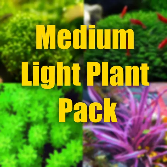 $15 Medium Light Aquarium plant package filled with lots of Aquarium plants