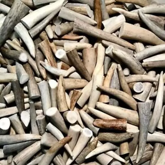 BEST VALUE! ONE Pound -Deer/Elk Antler Tips for Crafts- All Grades: sizes 1"-5" 