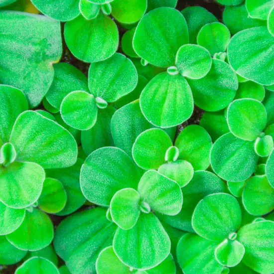 Water Lettuce (Pistia stratiotes) – 2-3 Live Floating Plants for Ponds, Water Ga