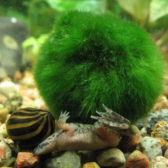 Aquarium Landscaping Decoration Green Algae Balls'