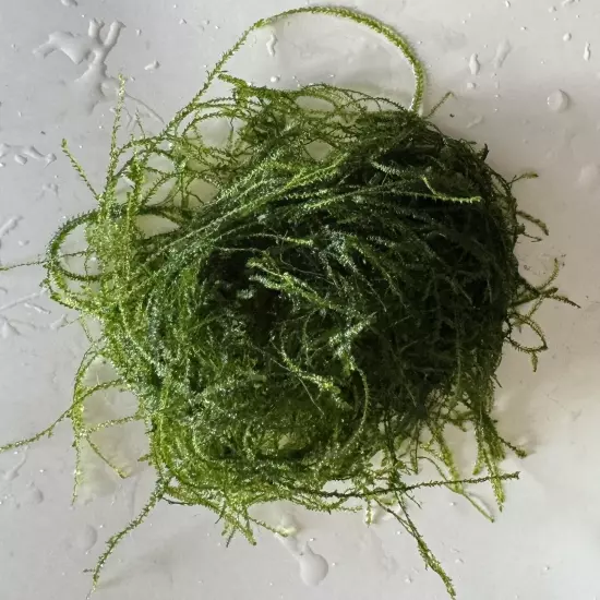 Java Moss - An easy to grow beginner plant. Buy Two get one free!