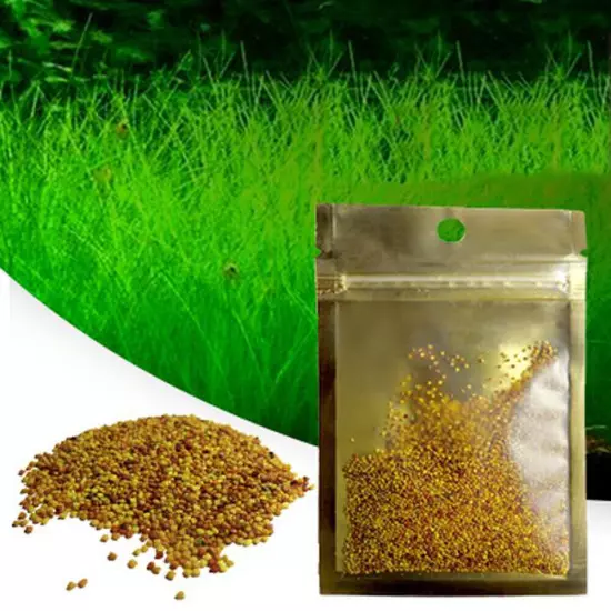 10g/bag Aquarium Plant Seeds Fish Tank Aquatic Water Grass Foreground Easy Plant