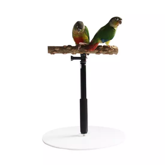 Stable Bird Parrot Training Exercise Adjustable Playstand Cage DD