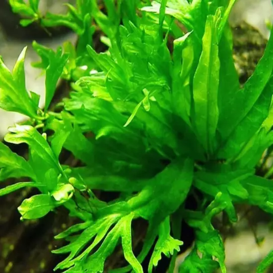 Package Bundle Java Fern Windelov Microsorum Pteropus Live Plant Aquarium Fish