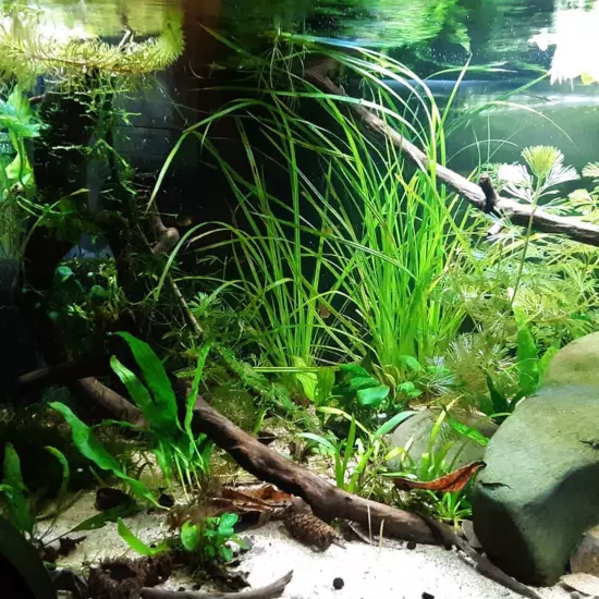 Package Bundle Cyperus Helferi Live Plants Freshwater Aquarium Decorations Tanks