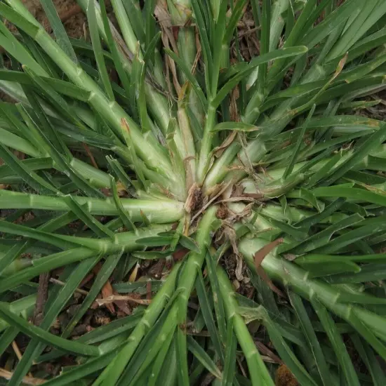 Dried Goose Grass Paragis Plant Eleusine Indica Herb Natural Organic Ceylon 100g