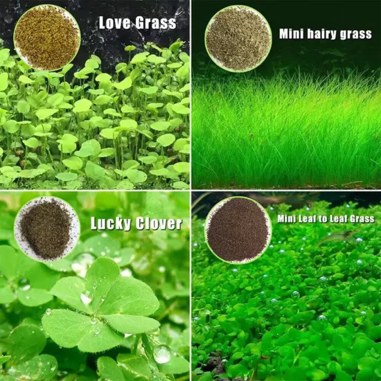 Aquarium Clover Grass Seeds Carpet Landscape Aquatic Water Fish Tank Plant Seed│