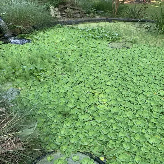 10 Water Lettuce & Duckweed Aquatic Floating Water Pond Plants (PRIORITY MAIL)